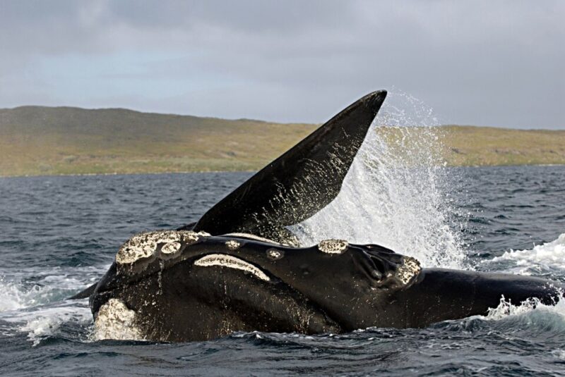 Black whale breaching, with water streaming from one fin high in the air. 