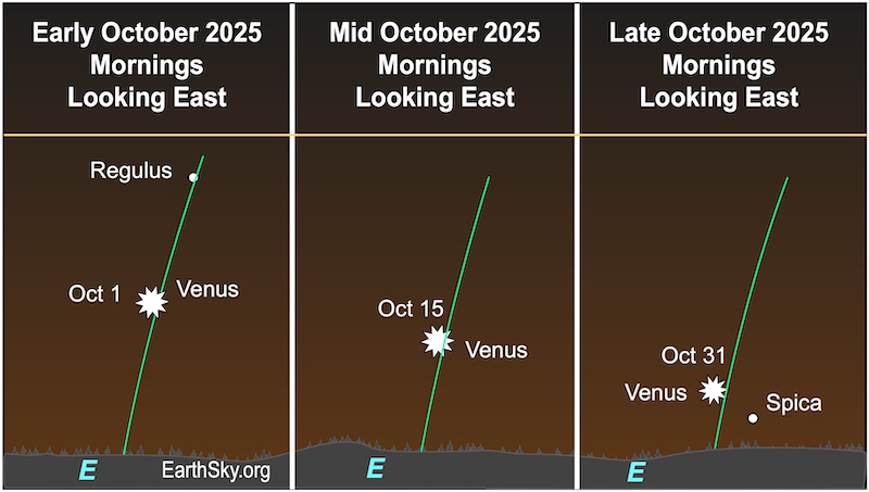 There are three charts. In the first, a starred dot, Venus, lies between a dot, the star Regulus, and a wavy line, the horizon. In the second, the starred dot moves closer to the wavy line of the horizon. In the third, the starred dot, Venus, is near a dot, the star Spica. Both are low above a wavy line, the horizon.