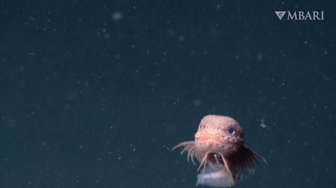 Snailfish: A pink fish with pectoral fins, long fin rays and a bumpy texture swimming.