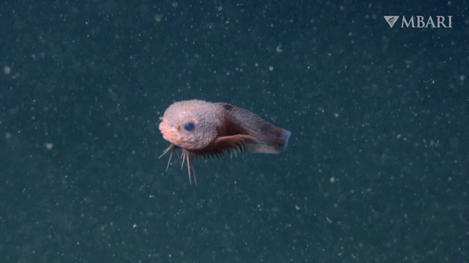 A pink fish with a bumpy texture swimming as seen from its profile. Its head is much bigger than its tail fin.