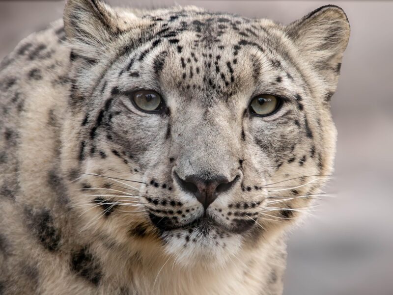 Close up of a white feline with dark spots. It has long, white and black whiskers and clear eyes.