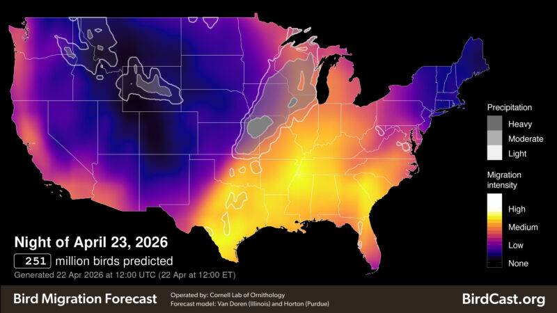 Lights out for birds during spring migration!