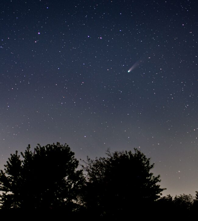 Dark trees with a starry sky above and a small but bright comet with a short fuzzy tail.