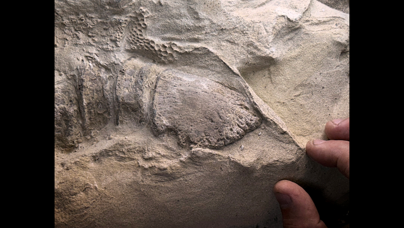 Сиво-браон крупни план фосила који приказује копито и неке крљушти.