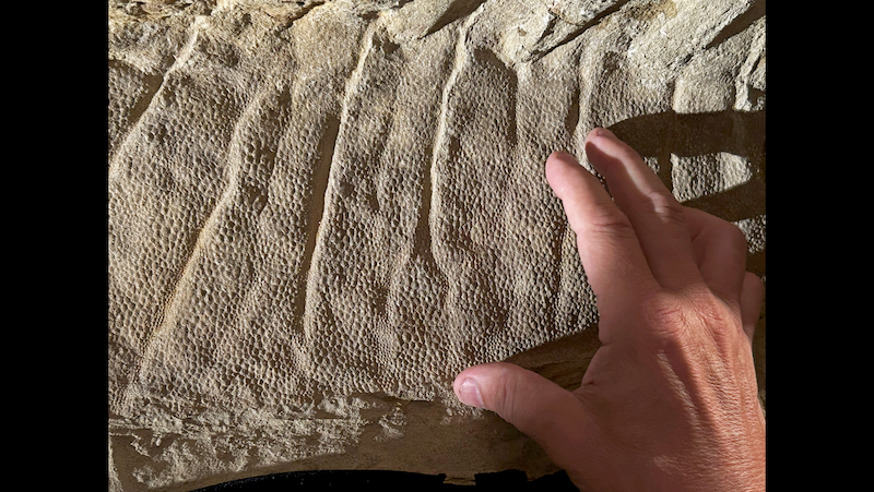 Сиво-браон фосилна површина са шљунковитим ситним љускама и линијама набора који се спуштају надоле.