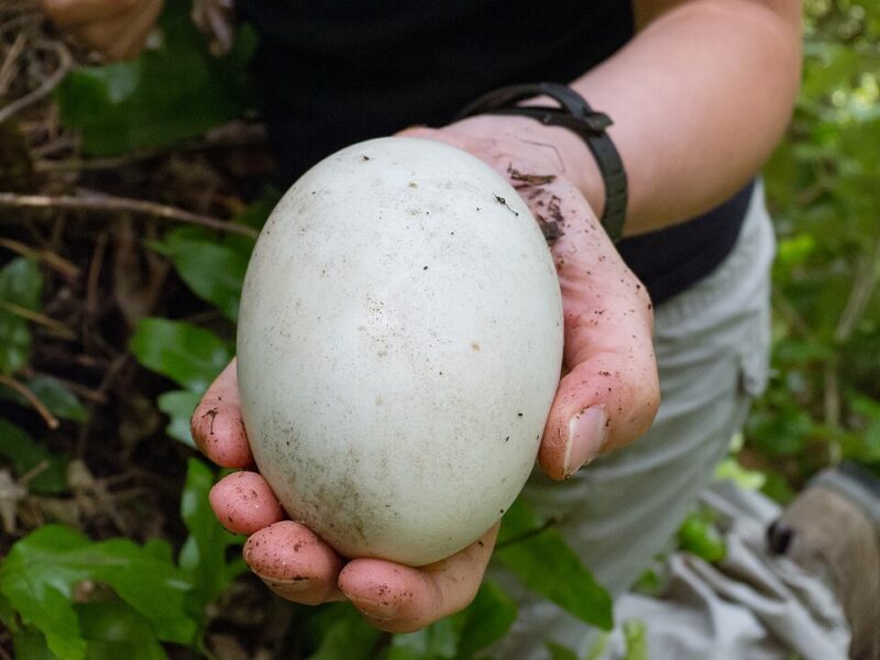 An adult hand holding a huge, white egg.