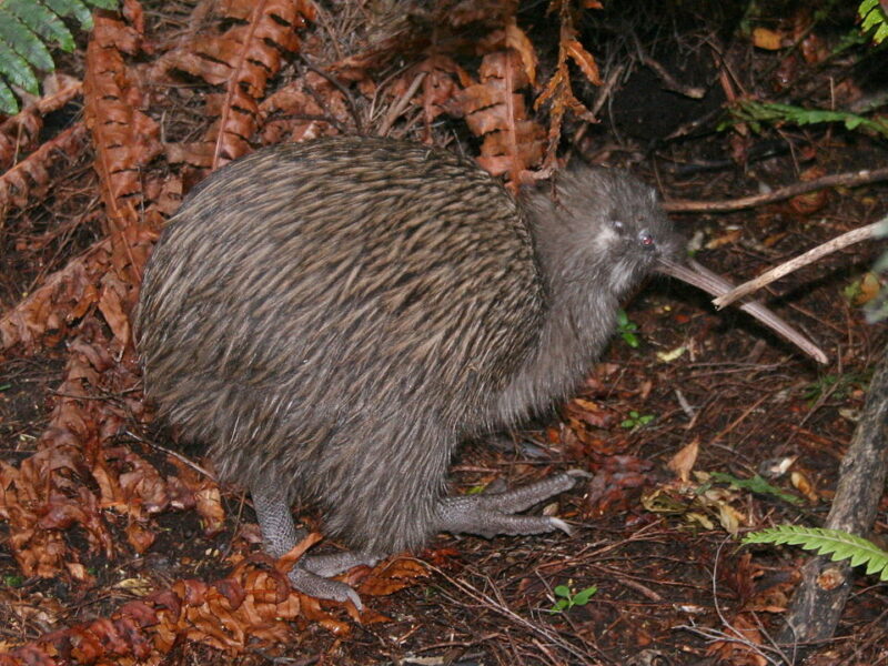 Brownish bird on the ground. It has a very long and thin beak, and huge legs compared to its body size.