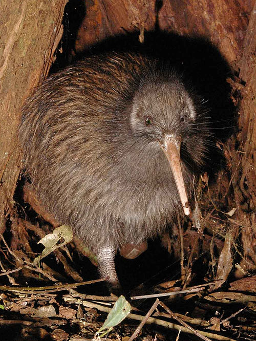 Brown bird on the ground, hiding under a tree hole. It has small eyes, soft feathers and a thin, long beak.