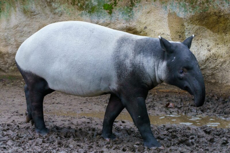 Big animal with round ears, short trunk and tender eyes. The head and legs are black and the rest is white.