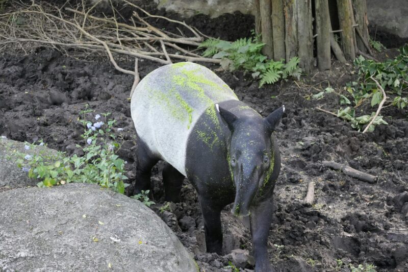 Пола црна, пола бела животиња. Има много зелених, ситних листова који покривају његово тело.