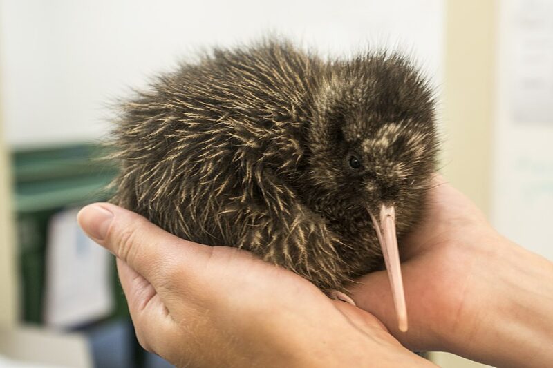 Somedoby is holding a kiwi chick on their hands. It has brown, soft feathers and a long, thin, pinkish beak.
