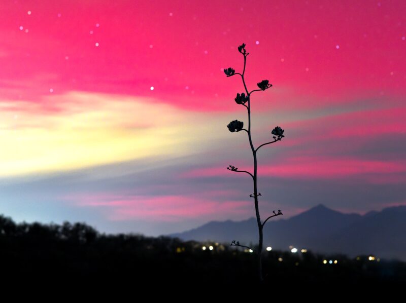 Out of focus image with a thin tree in the foreground, and a pink and yellow sky in the background. There are blurry stars in the distance.