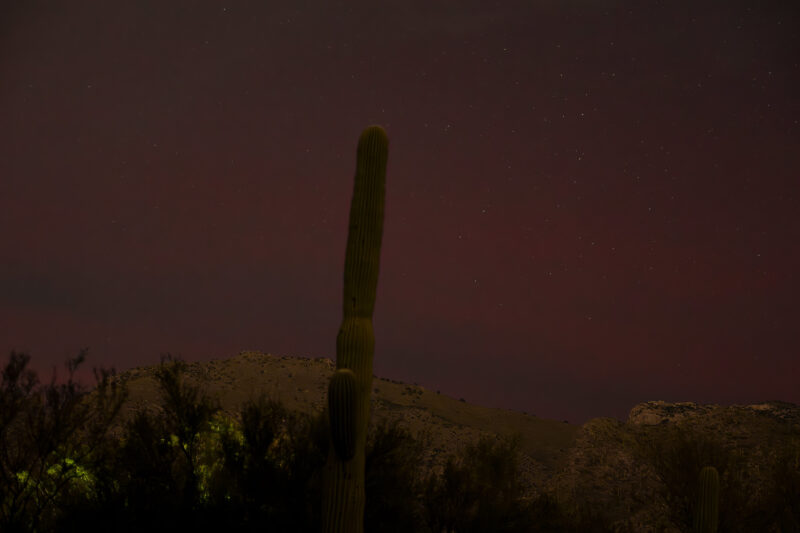 Desert scenery at night with a cactus silhouette and a faint red glow in the sky.