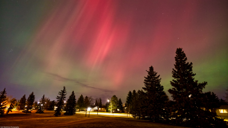 Sky at night with red and green curtains of light and pine trees in the foreground.