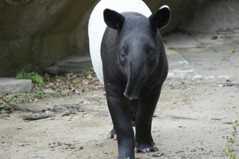 Животиња са округлим ушима и кратким трупом. Половина тела (предња страна и ноге) је црна, а остатак беле боје.