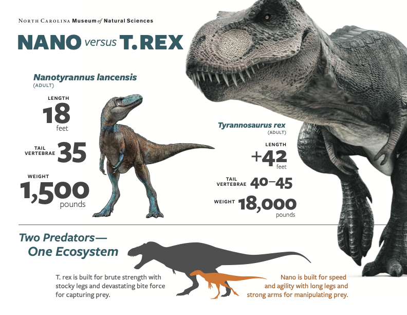 Џиновски и мали слични диносауруси месождери са две ноге један поред другог, са текстом који показује њихове димензије.