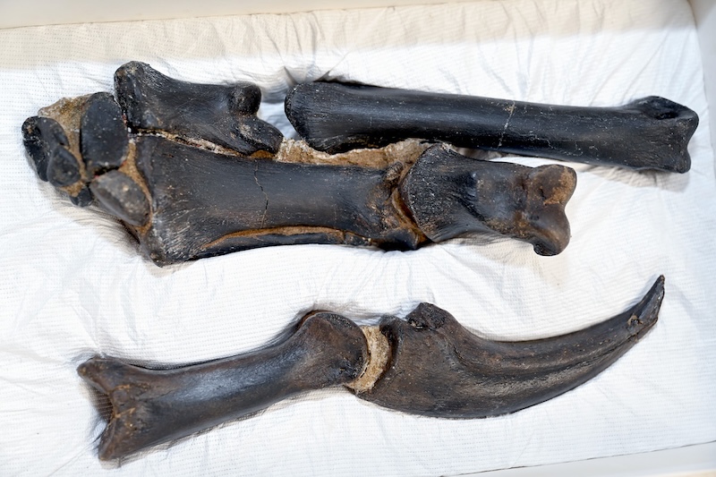 Фосилна рука уграђена у стену.