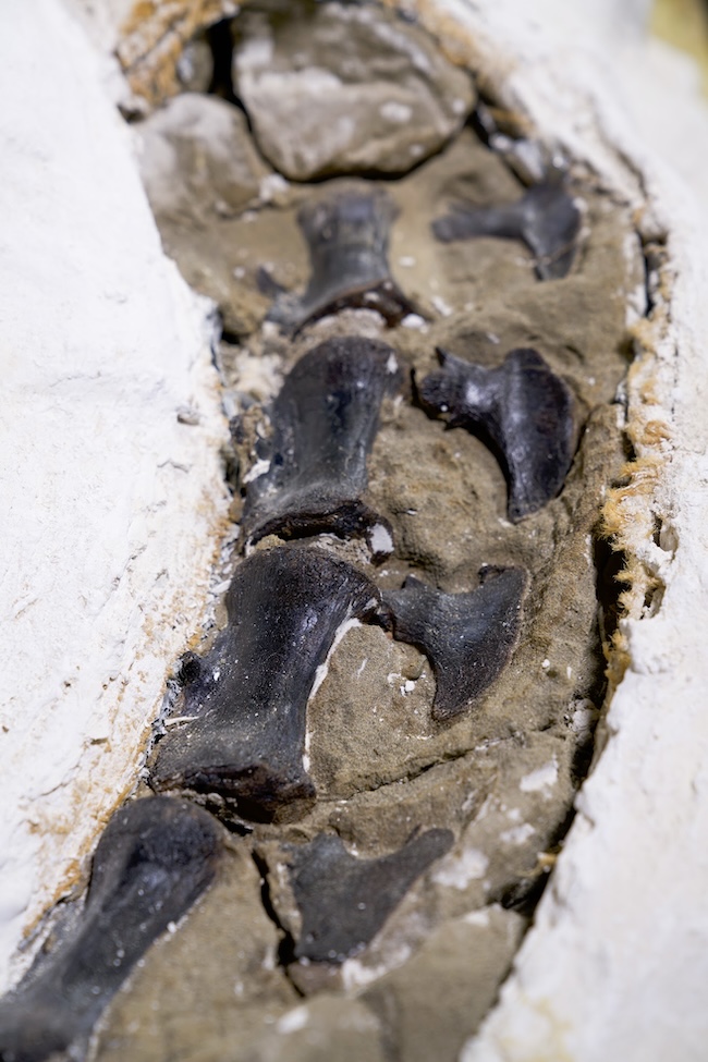 Део фосилизоване кости са 4 црна пршљена у низу.