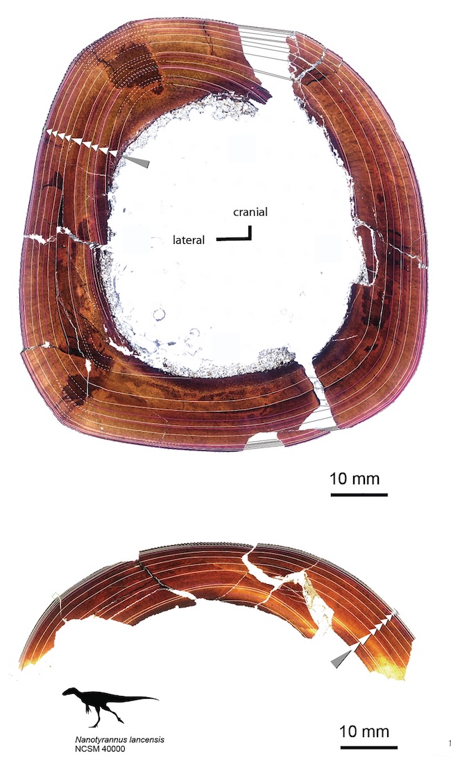 Кружни попречни пресек кости са много танких концентричних прстенова.
