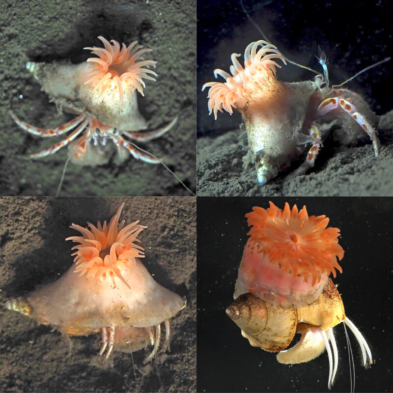 Sea anemone: 4 images of a pinkish, round creature with tentacles at the top, attached to a small crab.