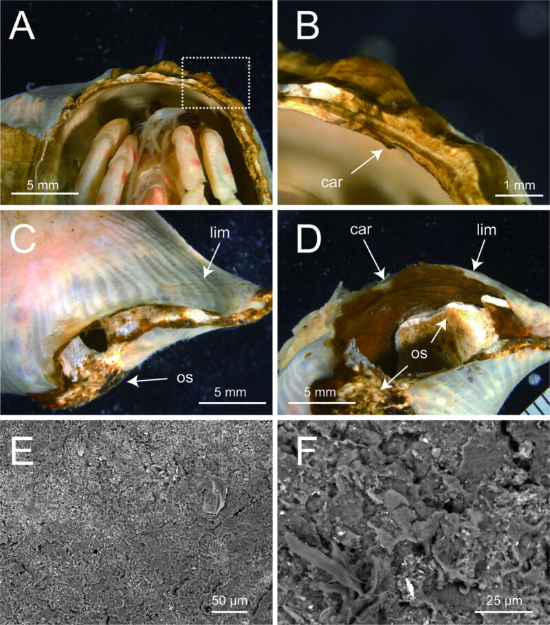6 images zooming in. They show the structure the anemone creates.