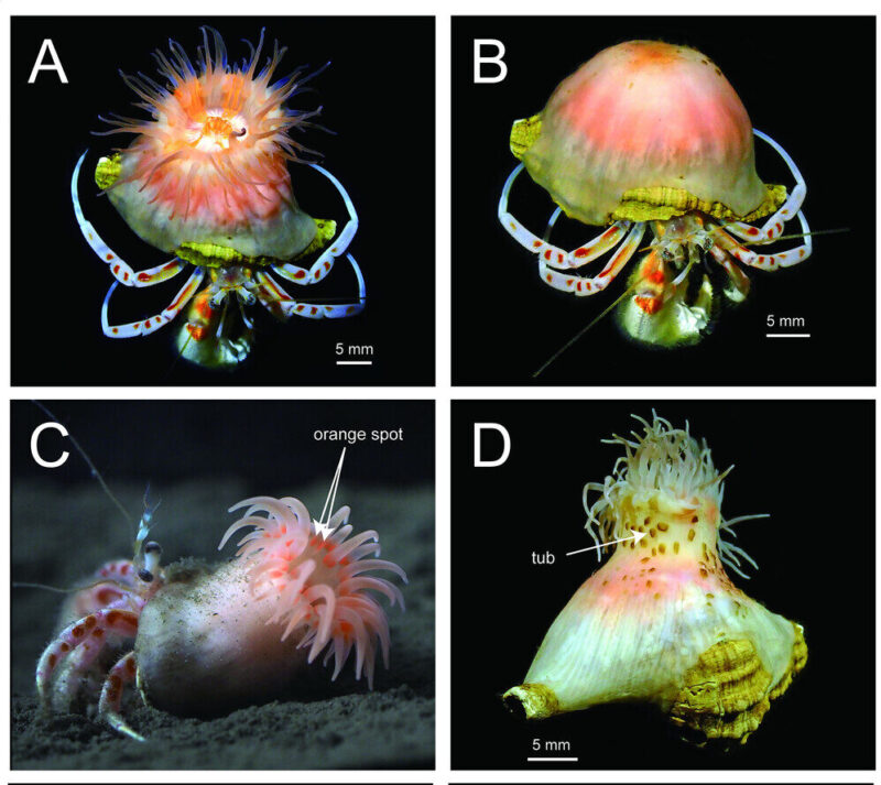 4 images of hermit crabs with a tubular anemone on top. Only one doesn't have tentacles and looks like a mushroom.