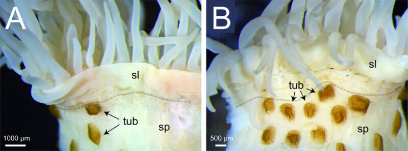2 images of anemones. They look round and have long, thin tentacles at the top.
