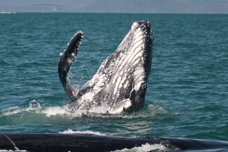A young whale with the top half of its body above the water.