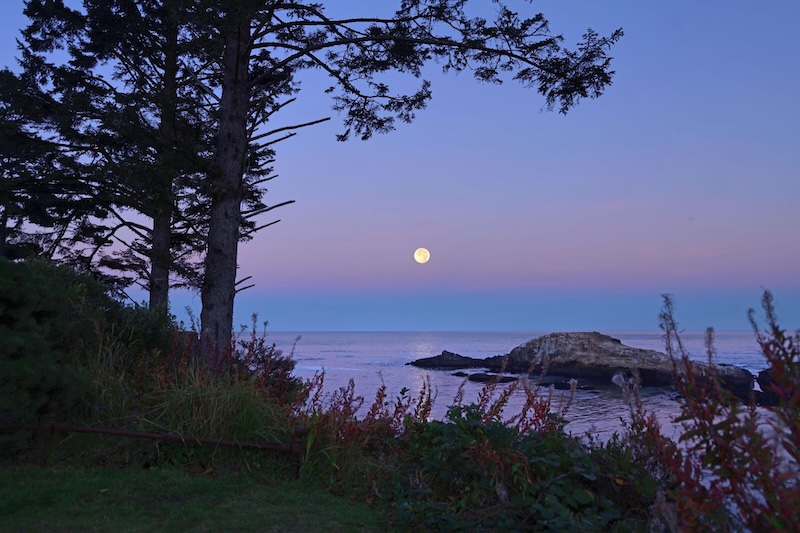 View past trees of a bright full moon within pink fuzzy band in the sky over a dark blue band, over the ocean.