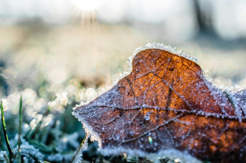 Arctic air blast: A leaf is on the ground in the morning as sunshine shows the grass and leaf covered in frost.