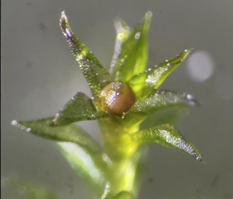 Moss survived in space: Closeup of tiny green plant with a rosette of pointed leaves and a round brown bulb in the center of it.