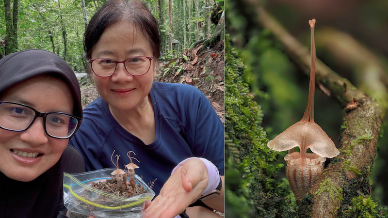 Two images. Left image shows two women with fairy lantern specimens. Right image is closeup of plant.