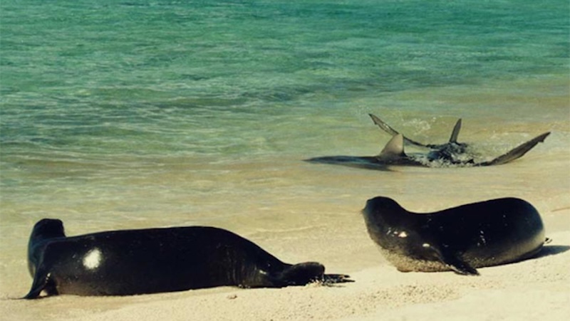 Две фоке на плажи гледају две ајкуле у плиткој води.
