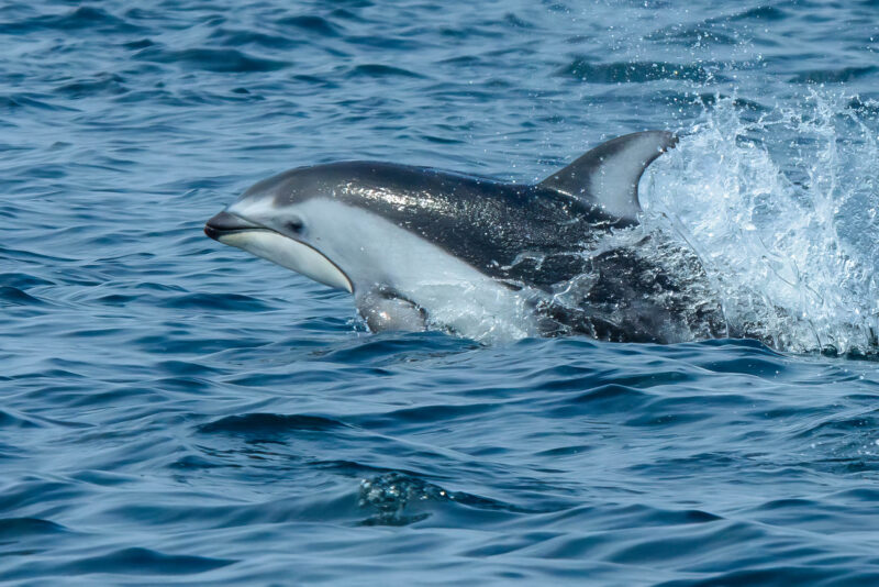 Dolphin at the sea surface with its top half dark grey and bottom half light grey.