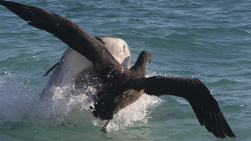 Младе морске птице: Ајкула искочи из воде да ухвати тамну птицу дугих крила.