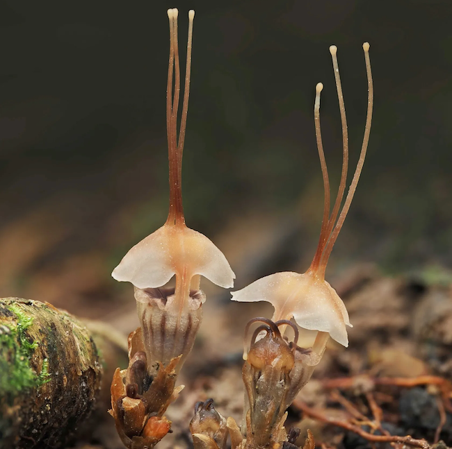 2 light brown flowers, with a vase-like base and umbrella top and 3 long vertical appendages.