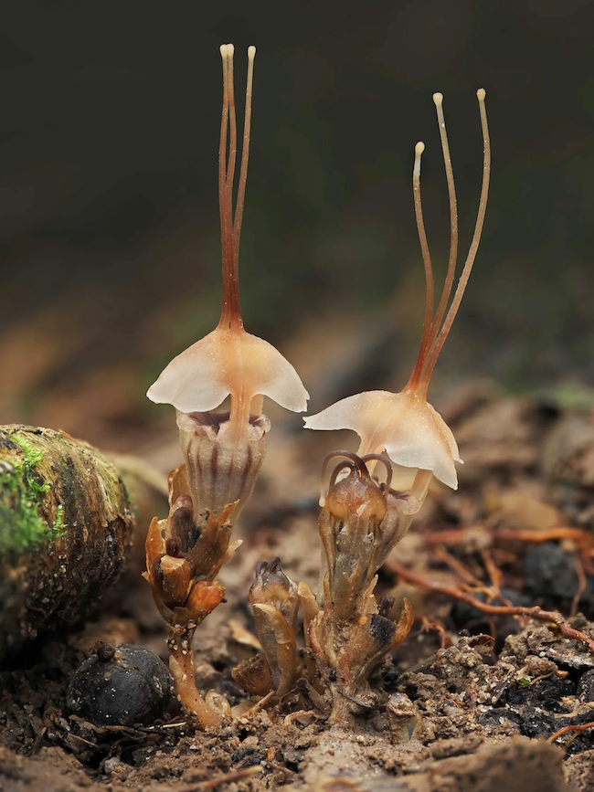 Two flowers, light peach colored, that have three long appendages protruding from it.