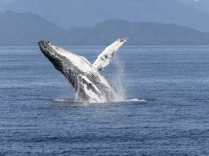 A humpback whale is rising out of the water, its immense body breaking the surface as droplets cascade around it.