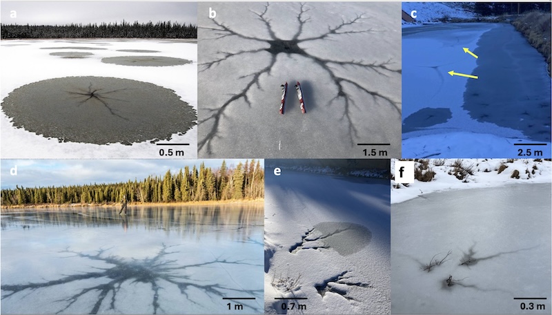 6 фотографија гранастих формација налик пауку на језерима и барама прекривеним ледом.
