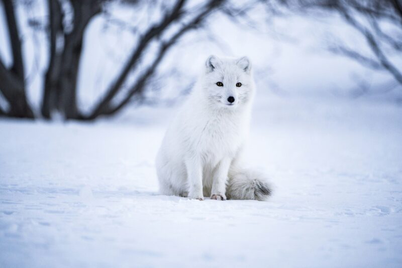 Animal with full white fur surrounded by snow.