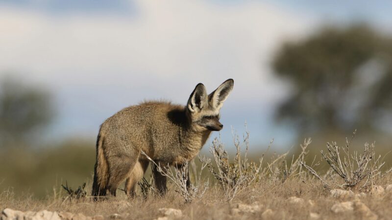 Animal with grayish fur, dark snout and huge, erect ears.