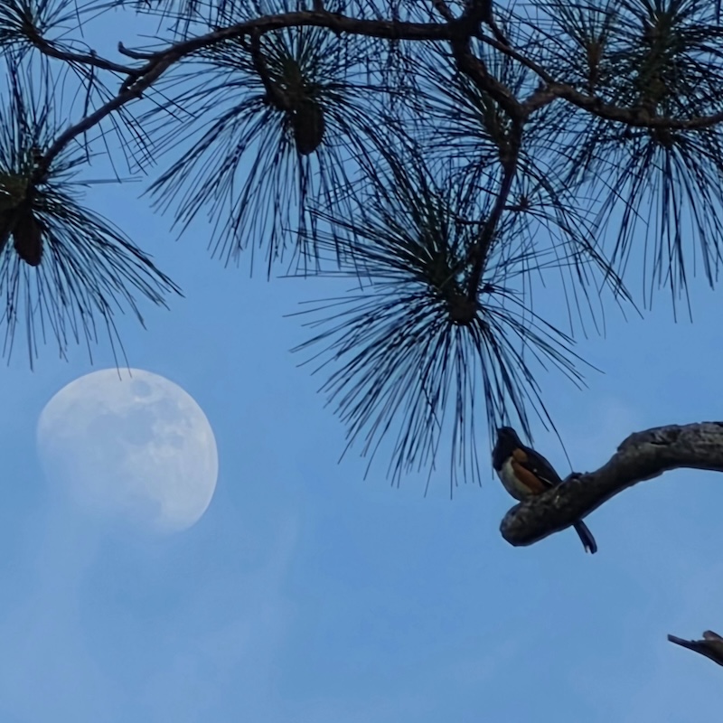 A waxing gibbous moon in a daylight sky with tree branches and a bird on one of the tree limbs.