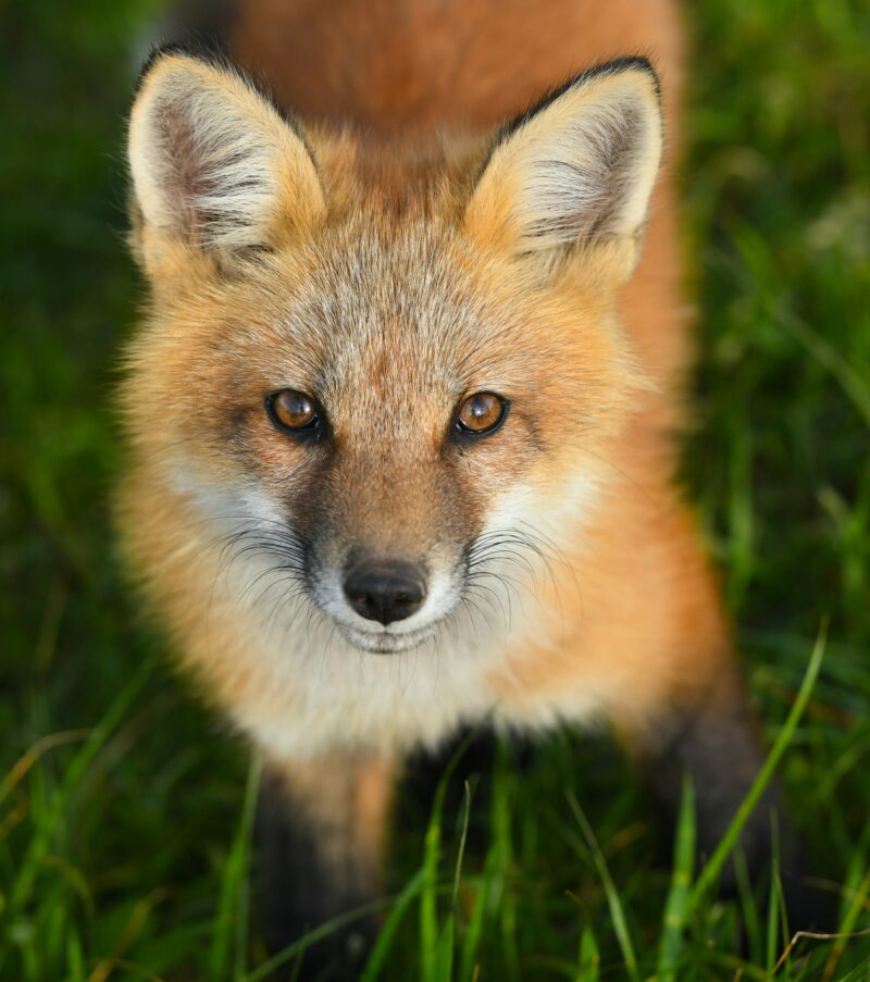 Close up of an animal with orange fur, brown eyes and thin whiskers.