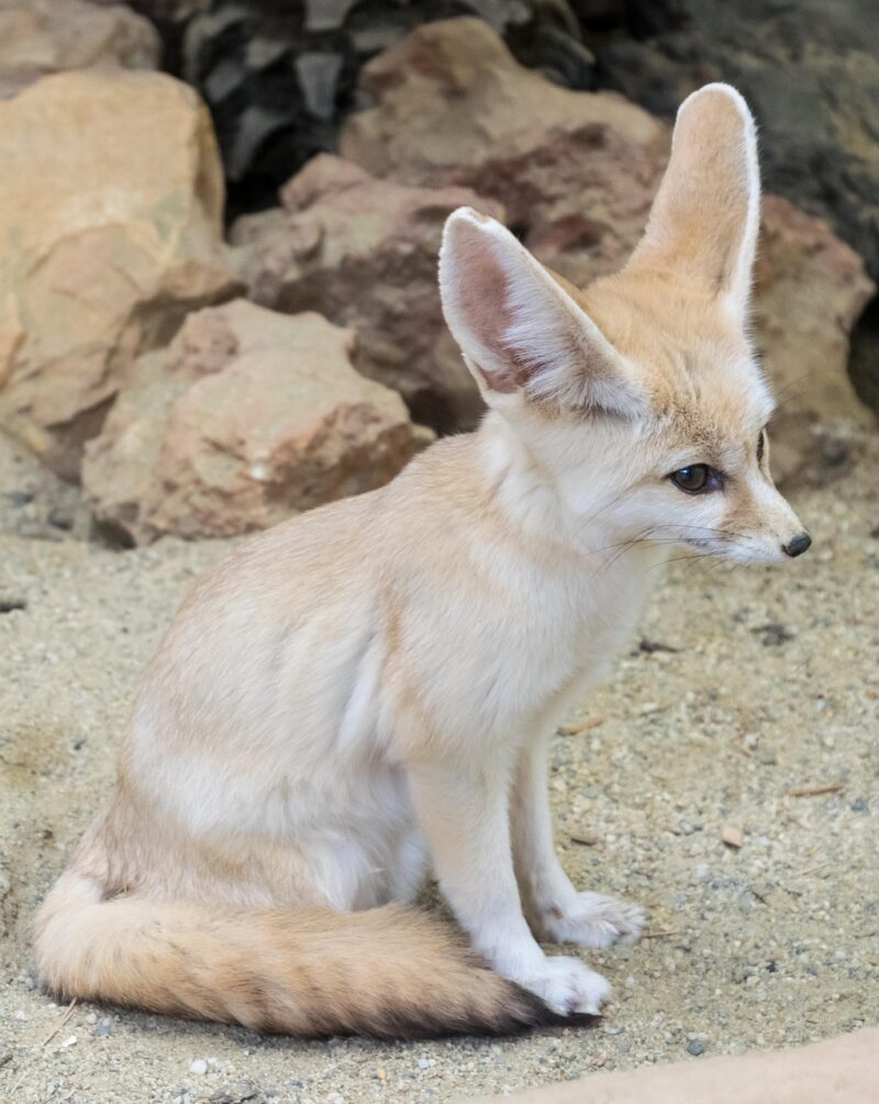 Small animal with light fur and very long ears, sitting on sand.