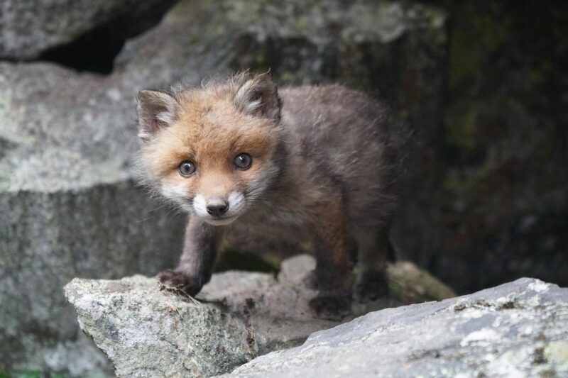 Foxes: Small animal with an orangish face and dark fur for the rest of the body.
