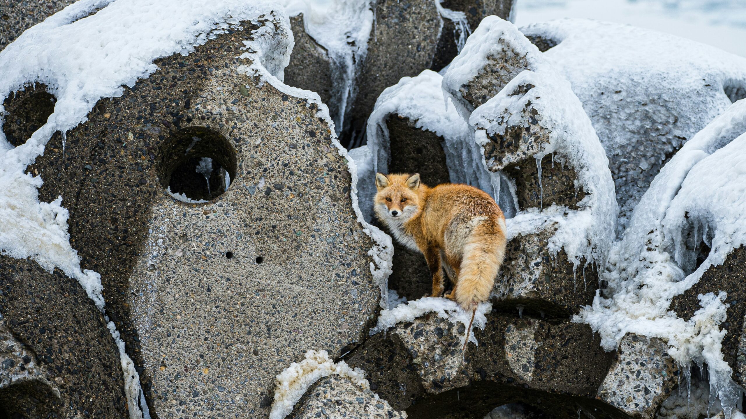 An orange fox in the middle of a rocky mountain covered in ice and snow.