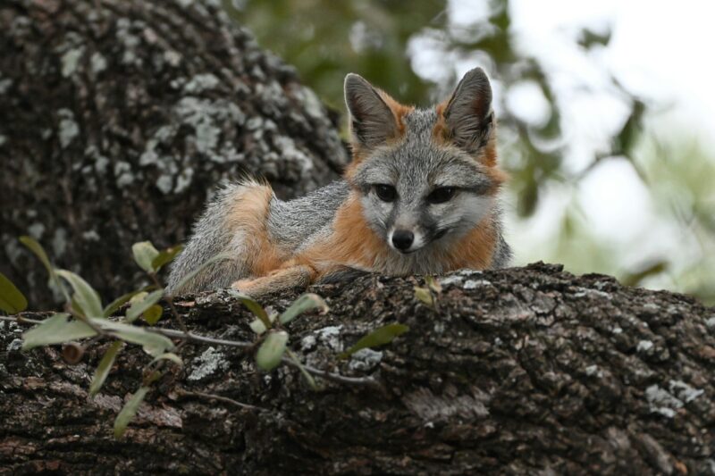 An animal with reddish and gray fur lying on a tree.