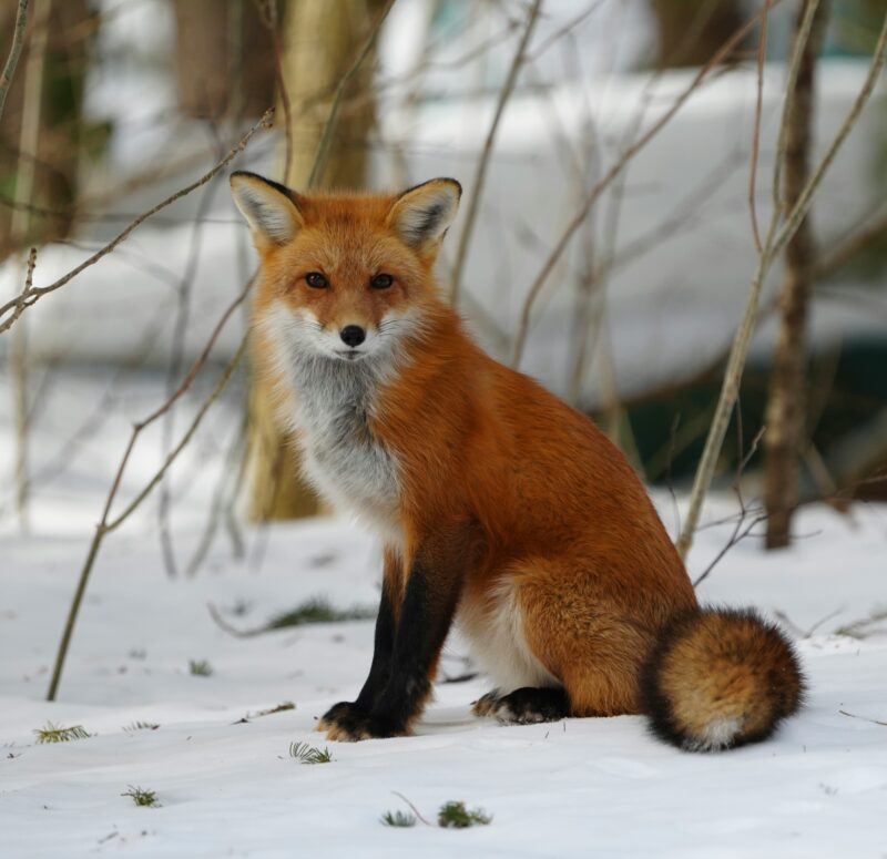 An animal with mostly orange fur, a white belly and neck, black legs, a pointy snout and big ears.