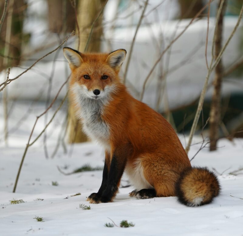 An animal with mostly orange fur, a white belly and neck, black legs, a pointy snout and big ears.