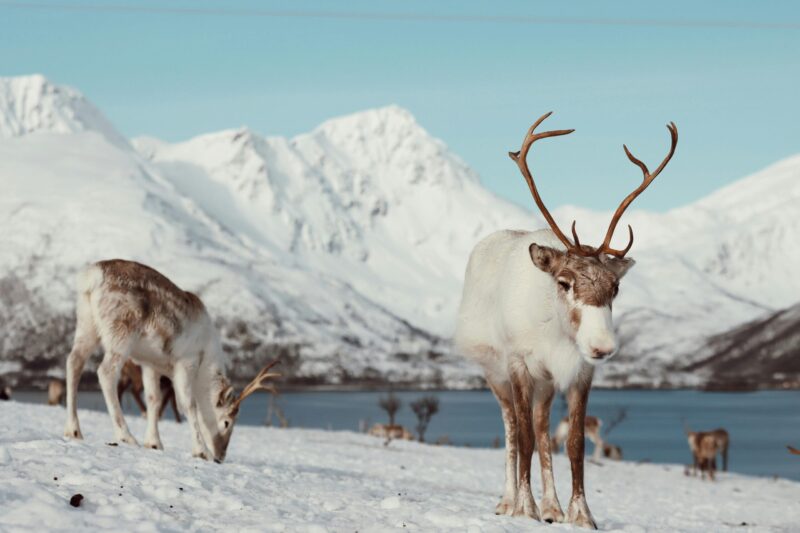 White and brown animals in a snowy, mountainous landscape. The animal in the front has thin, long antlers.
